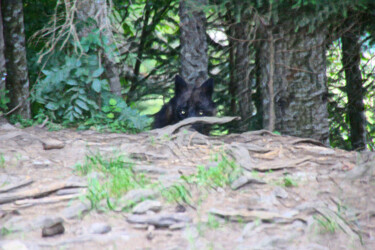 Fotografía titulada "Starende wolfsogen" por Trimidi, Obra de arte original, Fotografía digital