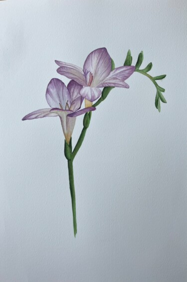 Drawing titled "Freesia" by Alona Korolova, Original Artwork, Watercolor