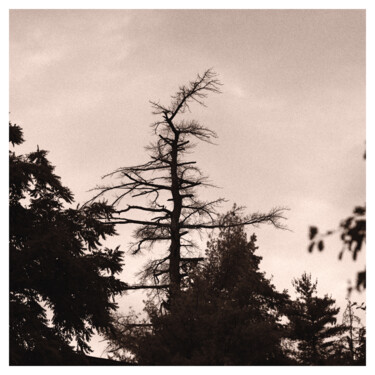Photography titled "Conifers" by Zheka Khalétsky, Original Artwork, Non Manipulated Photography