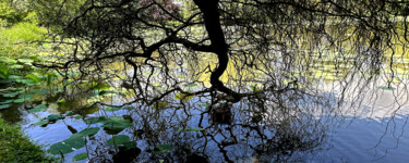 摄影 标题为“Reflet” 由Jean-Claude Mathier, 原创艺术品, 数码摄影