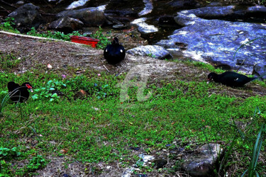 Taiwan - Three Birds Looking for Food Fotografie getiteld "Taiwan - Three Bird…" door Clement Tsang, Origineel Kunstwerk, Digitale fotografie