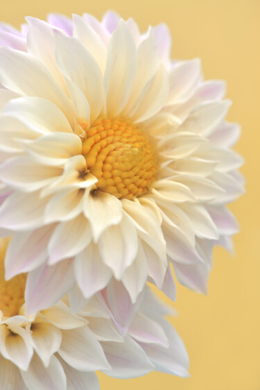 摄影 标题为“Flower_14078” 由Michael Vdovin, 原创艺术品, 数码摄影