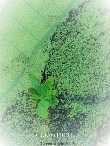 Photography titled "Duel entre cactus e…" by Caelesta Freesia, Original Artwork, Manipulated Photography