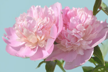 "Flower_18938" başlıklı Fotoğraf Michael Vdovin tarafından, Orijinal sanat, Dijital Fotoğrafçılık