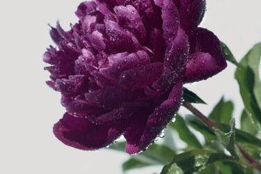 摄影 标题为“Flower_19109” 由Michael Vdovin, 原创艺术品, 数码摄影