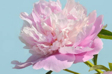 摄影 标题为“Flower_1945” 由Michael Vdovin, 原创艺术品, 数码摄影