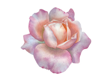 Ζωγραφική με τίτλο "Rose flower" από Hanna Kopylova, Αυθεντικά έργα τέχνης, Ακουαρέλα