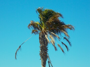 Battered Palm Photographie intitulée "Battered Palm" par Troy Wilson-Ripsom, Œuvre d'art originale, Photographie numérique