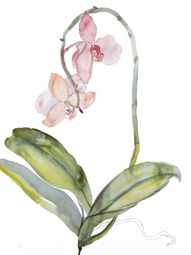 Orchid No. 9 "Orchid No. 9" başlıklı Tablo Elizabeth Becker tarafından, Orijinal sanat, Suluboya