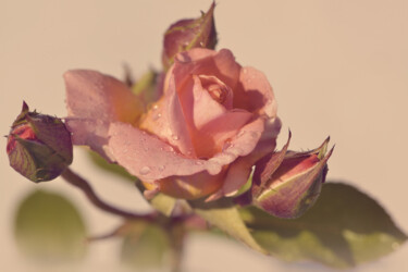 摄影 标题为“Flower_15231” 由Michael Vdovin, 原创艺术品, 数码摄影
