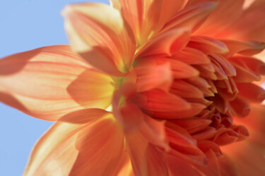 摄影 标题为“Flower_13034” 由Michael Vdovin, 原创艺术品, 数码摄影