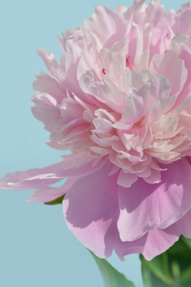 "Flower_19699" başlıklı Fotoğraf Michael Vdovin tarafından, Orijinal sanat, Dijital Fotoğrafçılık