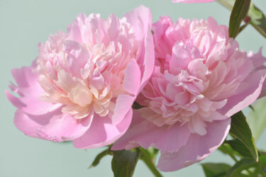 摄影 标题为“Flower_18934” 由Michael Vdovin, 原创艺术品, 数码摄影