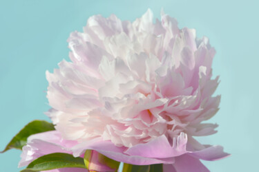 "Flower_19734" başlıklı Fotoğraf Michael Vdovin tarafından, Orijinal sanat, Dijital Fotoğrafçılık