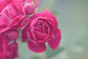摄影 标题为“Flower_13213” 由Michael Vdovin, 原创艺术品, 数码摄影