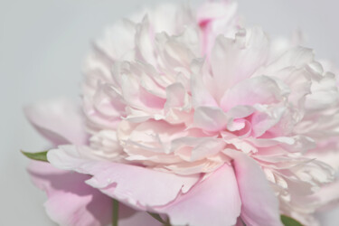 摄影 标题为“Flower_19616” 由Michael Vdovin, 原创艺术品, 数码摄影