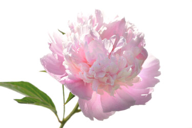 摄影 标题为“Flower_19305” 由Michael Vdovin, 原创艺术品, 数码摄影