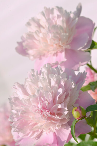 摄影 标题为“Flower_19049” 由Michael Vdovin, 原创艺术品, 数码摄影