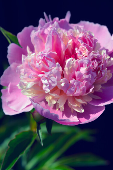 摄影 标题为“Flower_18535” 由Michael Vdovin, 原创艺术品, 数码摄影