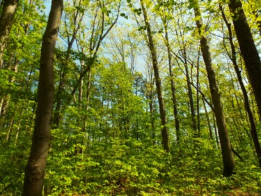 Seeing the Forest for the Trees Photographie intitulée "Seeing the Forest f…" par Troy Wilson-Ripsom, Œuvre d'art originale, Photographie numérique