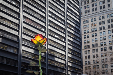 Fotografie getiteld "NY flower" door Catherine Toiron, Origineel Kunstwerk, Digitale fotografie