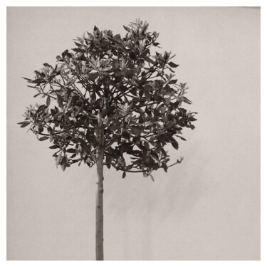 Photography titled "Plant Study #13" by Zheka Khalétsky, Original Artwork, Non Manipulated Photography