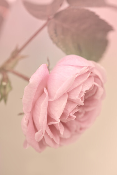 摄影 标题为“Flowerissimo_11130” 由Michael Vdovin, 原创艺术品, 数码摄影