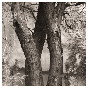 Photography titled "Triple Fir" by Zheka Khalétsky, Original Artwork, Non Manipulated Photography
