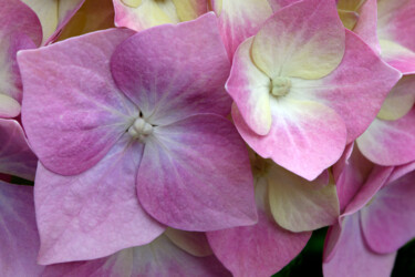 "Hortensia 41." başlıklı Fotoğraf Thierry Martin tarafından, Orijinal sanat, Dijital Fotoğrafçılık