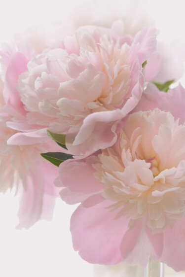摄影 标题为“Flowerissimo_17102” 由Michael Vdovin, 原创艺术品, 数码摄影