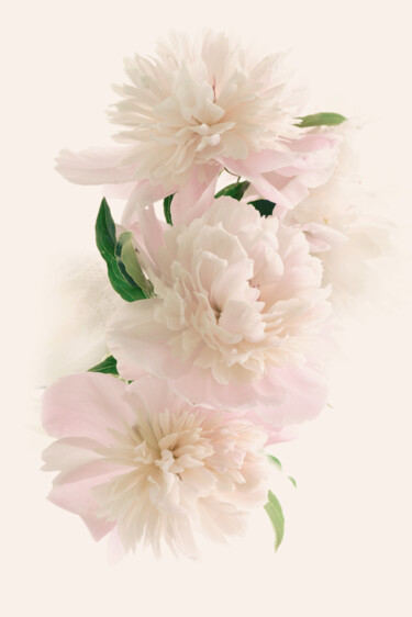 摄影 标题为“Flowerissimo_17136” 由Michael Vdovin, 原创艺术品, 数码摄影