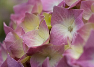 Fotografia intitolato "Hortensia 51." da Thierry Martin, Opera d'arte originale, Fotografia digitale