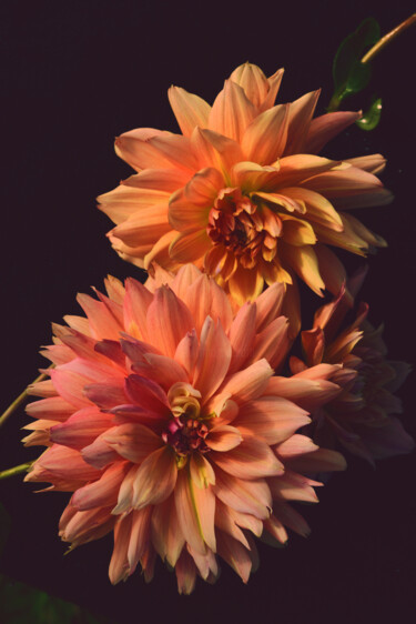"Flowerissimo_15693" başlıklı Fotoğraf Michael Vdovin tarafından, Orijinal sanat, Dijital Fotoğrafçılık