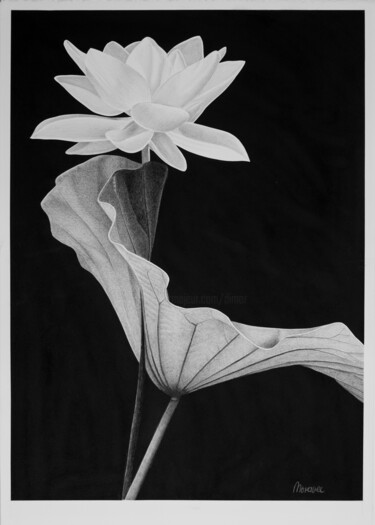 图画 标题为“Coquetry” 由Dietrich Moravec, 原创艺术品, 铅笔