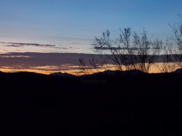 Desert Life Silhouetted in the Dawn Photography titled "Desert Life Silhoue…" by Troy Wilson-Ripsom, Original Artwork, Digital Photography