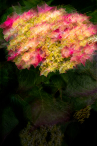 Fotografie getiteld "Hortensia 65." door Thierry Martin, Origineel Kunstwerk, Digitale fotografie
