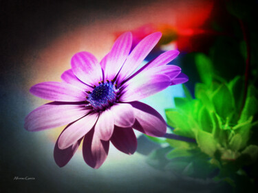 Photography titled "Flores 3" by Alfonso García, Original Artwork, Digital Photography