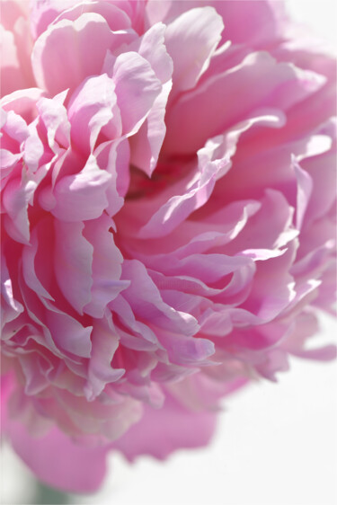 "Flowerissimo_19534" başlıklı Fotoğraf Michael Vdovin tarafından, Orijinal sanat, Dijital Fotoğrafçılık