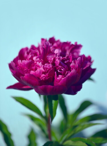 摄影 标题为“Flowerissimo_19060” 由Michael Vdovin, 原创艺术品, 数码摄影