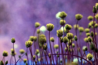 제목이 "Bunter Schnittlauch…"인 사진 Andrea Meister로, 원작, 디지털