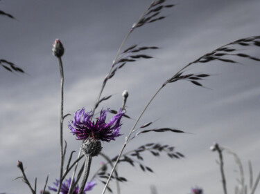 Photographie intitulée "Kornblume" par Andrea Meister, Œuvre d'art originale, Photographie numérique