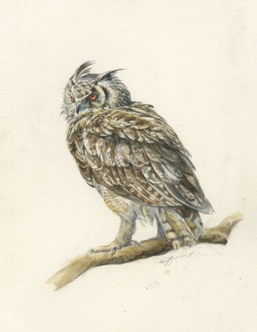 Long-eared owl Asio otus bird watercolour 绘画 标题为“Long-eared owl Asio…” 由Una Hurst, 原创艺术品, 水彩
