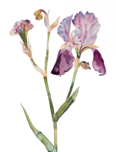 绘画 标题为“Iris No. 197” 由Elizabeth Becker, 原创艺术品, 水彩