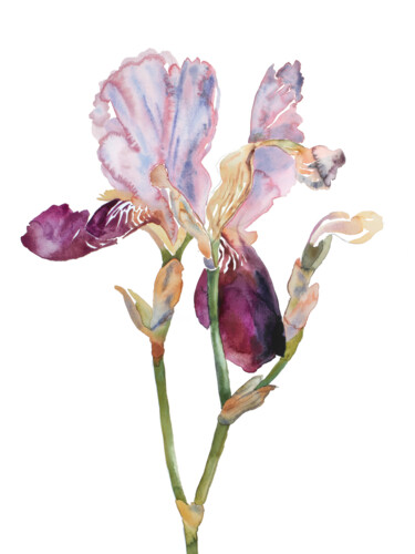 Iris No. 198 绘画 标题为“Iris No. 198” 由Elizabeth Becker, 原创艺术品, 水彩