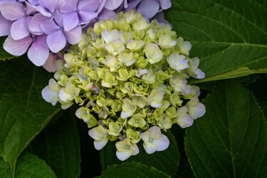 Fotografie getiteld "Hortensia 73." door Thierry Martin, Origineel Kunstwerk, Digitale fotografie