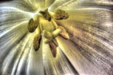Fotografia intitolato "Intimate 2" da Andrea Janda, Opera d'arte originale, Fotografia digitale Montato su Telaio per barell…