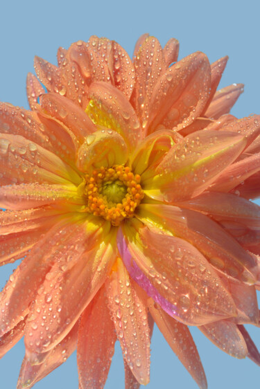 Photography titled "Flowerissimo_14598" by Michael Vdovin, Original Artwork, Digital Photography