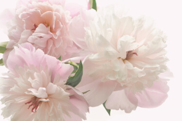 摄影 标题为“Flowerissimo_17134” 由Michael Vdovin, 原创艺术品, 数码摄影