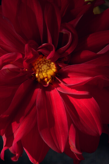 摄影 标题为“Flowerissimo_11951” 由Michael Vdovin, 原创艺术品, 数码摄影