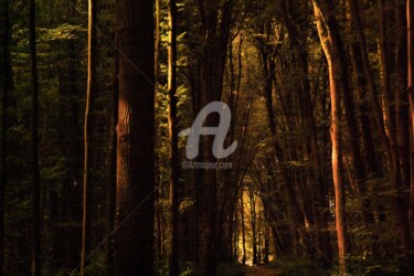 Bois et fraîcheur Photographie intitulée "Bois et fraîcheur" par Virginie Dartois, Œuvre d'art originale, Photographie numérique